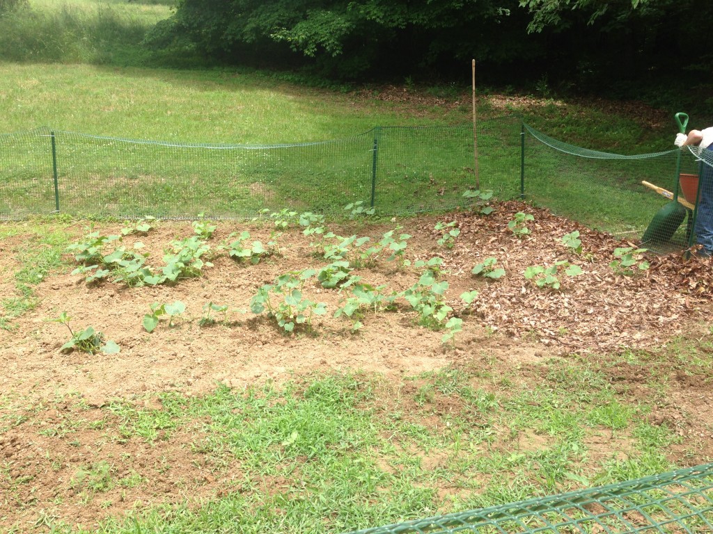 This plot belongs to Curly, 15