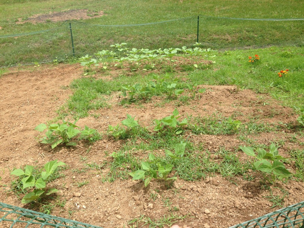 This plot belongs to Li'l Bro, 8 (will be 9 next week!)