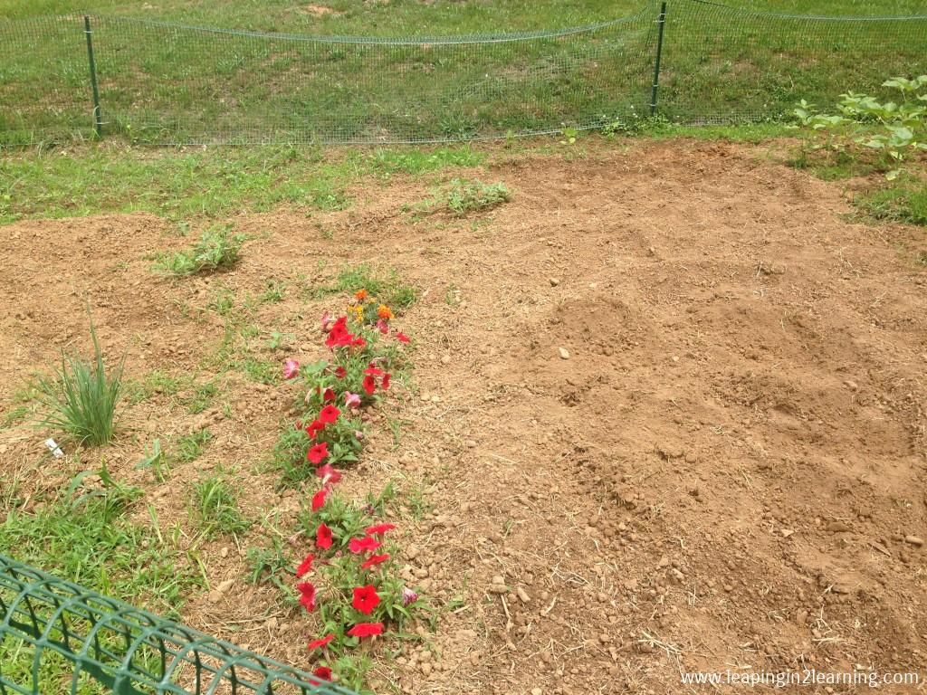 This plot belongs to Li'l Miss, 8. Her carrots seeds haven't sprouted, so she put in some yellow squash seeds yesterday!