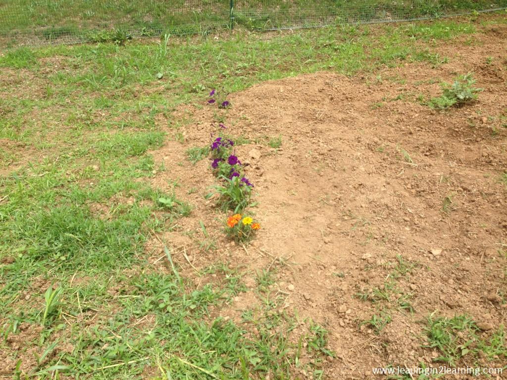 This plot belongs to Li'l Bit, 4. Most of her flower seeds didn't sprout, so she added some cilantro and bean seeds yesterday!